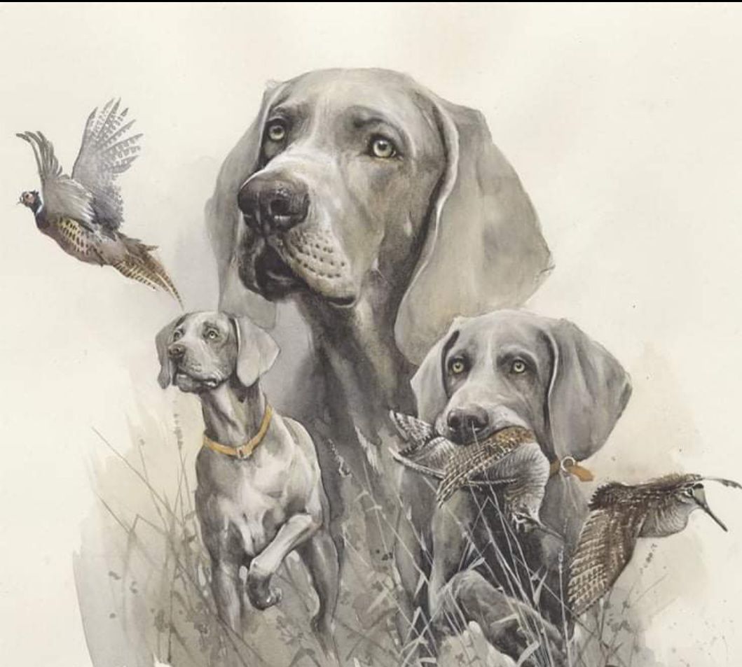 Втори клубен турнир „Св. Хуберт“ за ловци с Ваймаранери с разселен фазан – в памет на Николай Тодоров.